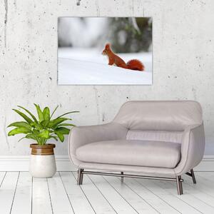 Egy mókus képe (70x50 cm)