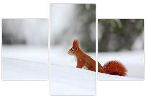 Egy mókus képe (90x60 cm)