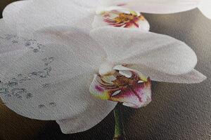 Kép lepke és orchidea