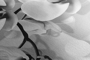 Kép fekete fehér orchidea absztrakt háttéren