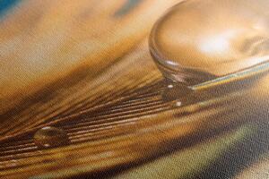 Kép víz csöpp arany toll