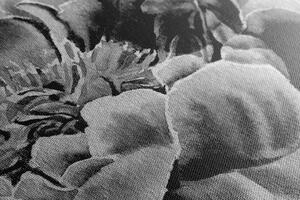 Kép rózsa fekete fehérben
