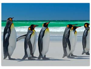 Kép - A Királyi pingvinek csoportja (70x50 cm)