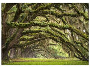 Kép - Oaks Avenue, Charleston, Dél-Karolina, Egyesült Államok (70x50 cm)