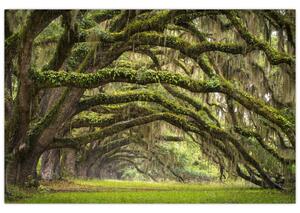 Kép - Oaks Avenue, Charleston, Dél-Karolina, Egyesült Államok (90x60 cm)