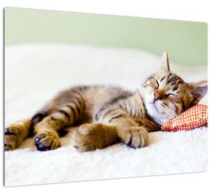 Kép - alvó cica (70x50 cm)