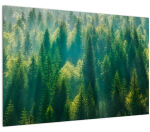 Kép - fenyőerdő (90x60 cm)