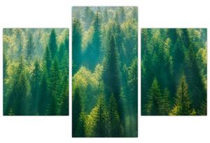 Kép - fenyőerdő (90x60 cm)