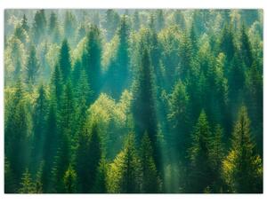 Kép - fenyőerdő (70x50 cm)