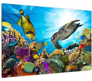 Egy korallzátony képe (90x60 cm)