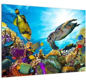 Egy korallzátony képe (üvegen) (70x50 cm)