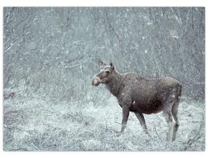 Kép - jávorszarvas egy hóval borított erdőben (70x50 cm)
