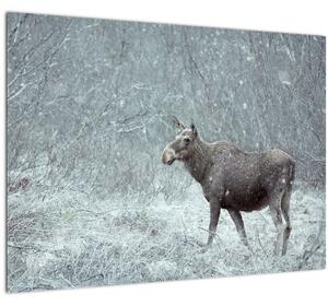 Kép - jávorszarvas egy hóval borított erdőben (70x50 cm)