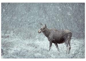 Kép - jávorszarvas egy hóval borított erdőben (90x60 cm)