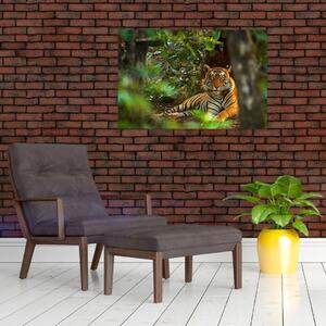 Pihenő tigris képe (90x60 cm)