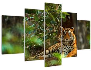 Pihenő tigris képe (150x105 cm)