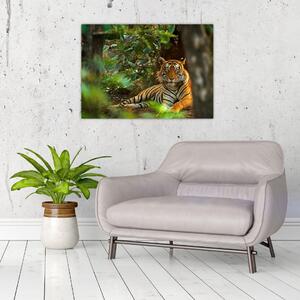 Pihenő tigris képe (70x50 cm)