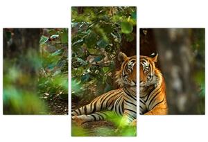 Pihenő tigris képe (90x60 cm)