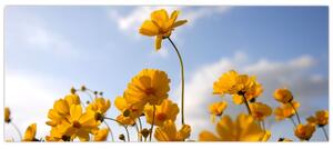 Fényes sárga virágokkal rendelkező mező képe (120x50 cm)
