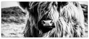 Kép - Highland - skót tehén (120x50 cm)