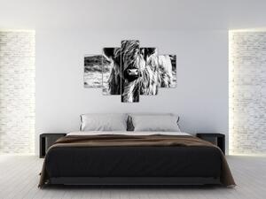 Kép - Highland - skót tehén (150x105 cm)