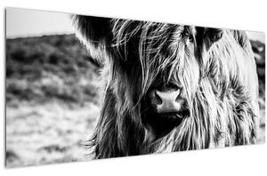 Kép - Highland - skót tehén (120x50 cm)