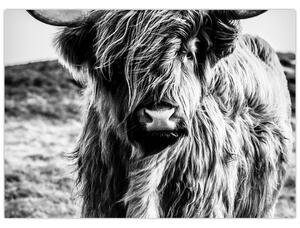 Kép - Highland - skót tehén (üvegen) (70x50 cm)