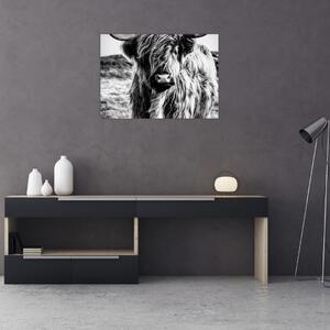 Kép - Highland - skót tehén (70x50 cm)