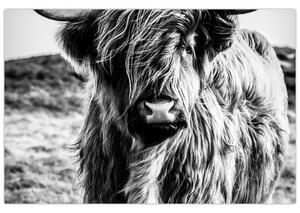 Kép - Highland - skót tehén (90x60 cm)