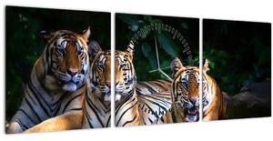 Kép - Tigris testvérek (órával) (90x30 cm)