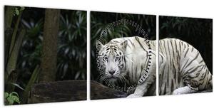 Kép - albínó tigris (órával) (90x30 cm)