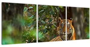 Pihenő tigris képe (órával) (90x30 cm)