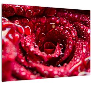 Vörös rózsa virágzata képe (üvegen) (70x50 cm)