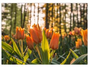 Kép - tulipánok (üvegen) (70x50 cm)