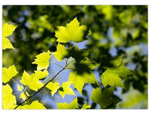Kép - juhar levelek (üvegen) (70x50 cm)