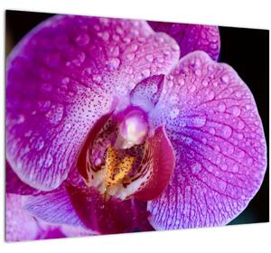 Részletes kép az orchidea virágról (üvegen) (70x50 cm)
