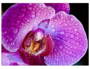 Részletes kép az orchidea virágról (üvegen) (70x50 cm)