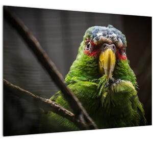 Papagáj képe (üvegen) (70x50 cm)
