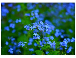 A kék virágok képe (üvegen) (70x50 cm)