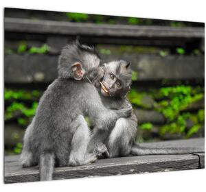 Kép - majmok (üvegen) (70x50 cm)