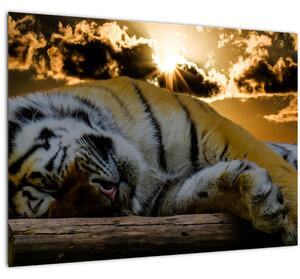 Alvó tigris képe (üvegen) (70x50 cm)