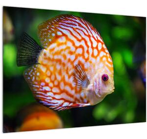 Egy hal képe (üvegen) (70x50 cm)
