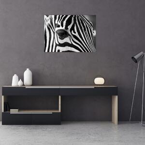 Zebra képe (üvegen) (70x50 cm)