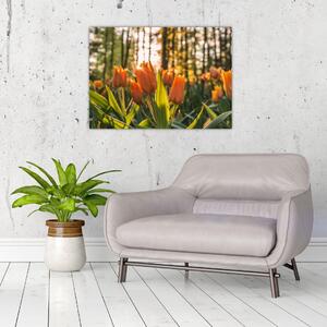 Narancssárga tulipán képe (üvegen) (70x50 cm)