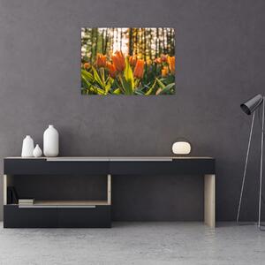 Narancssárga tulipán képe (üvegen) (70x50 cm)