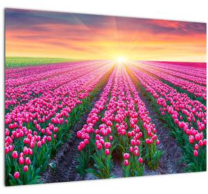 Tulipán mező és a nap képe (üvegen) (70x50 cm)