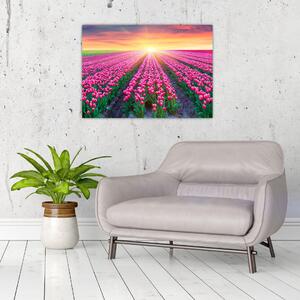 Tulipán mező és a nap képe (üvegen) (70x50 cm)