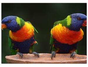 Papagájok képe (üvegen) (70x50 cm)