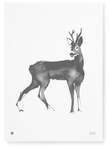 Teemu Järvi Poszter őz motívummal – Roe Deer, 50x70 cm