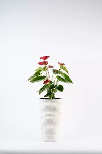 Adoni Doniczka bawełniana biała z wkładem 22x36 cm – ręcznie robiona (adoni-ba-wht-36)